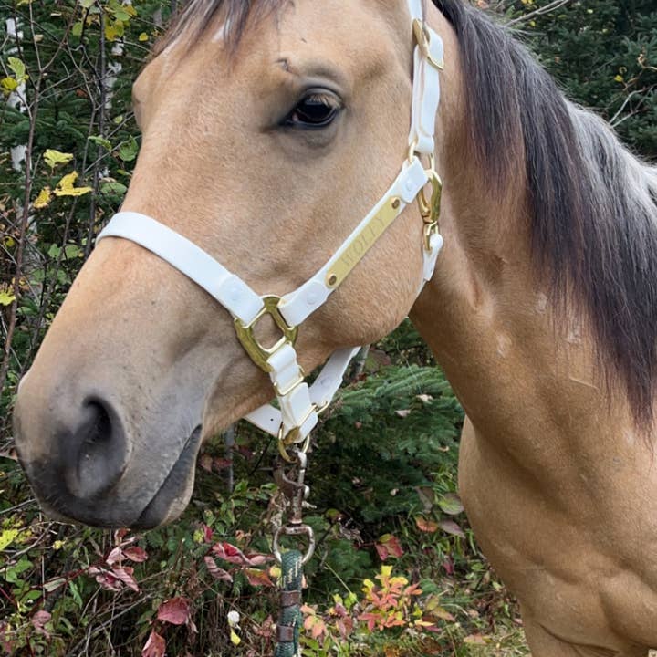 Pink WATERPROOF & BREAKAWAY White Horse halter for wholesale on Faire1