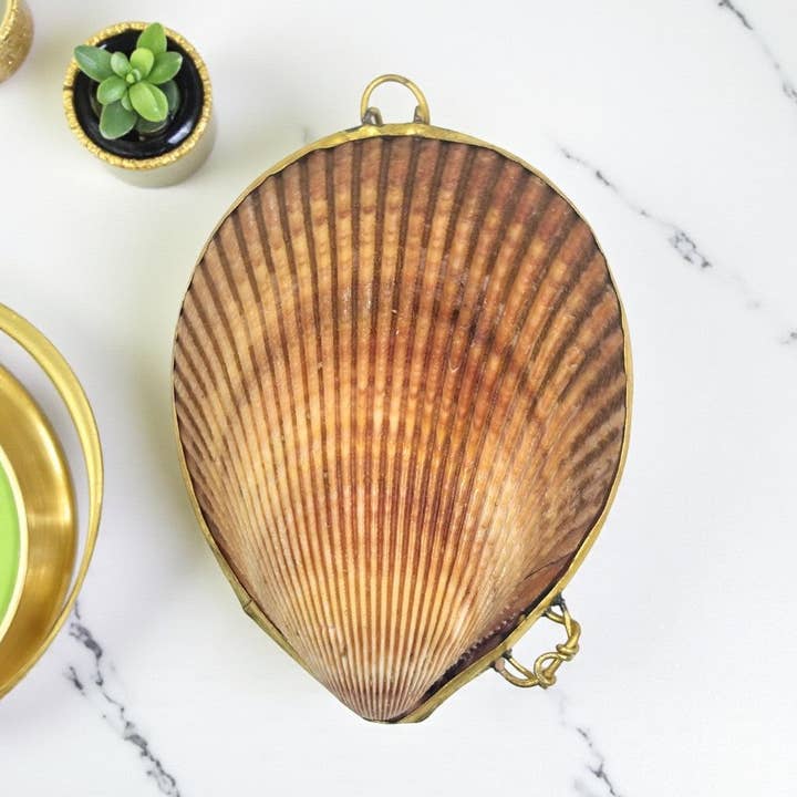 Enode Porte-monnaie en coquillage pour la vente par Earths Elements Wholesale