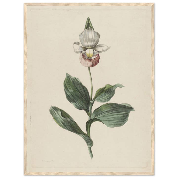 Maison de Paloma - Wholesale Art Print - Botanic garden18
