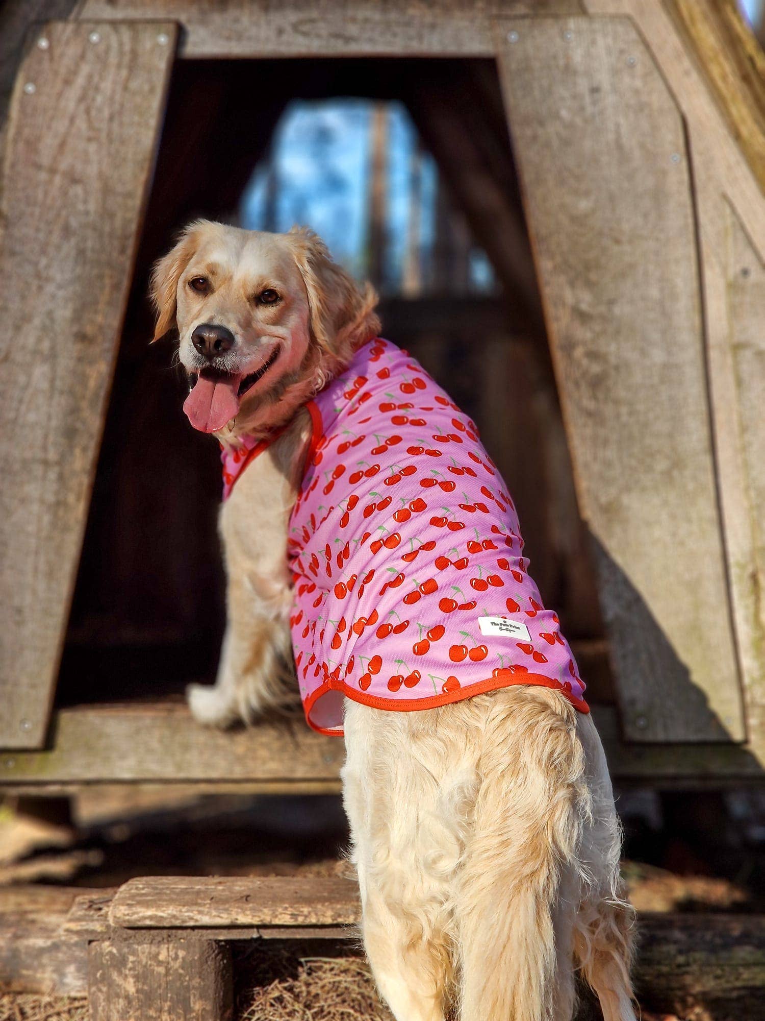 The Paw Print Boutique - Wholesale Pet Vest - Dog - The Cherry on Top Cooling Vest3