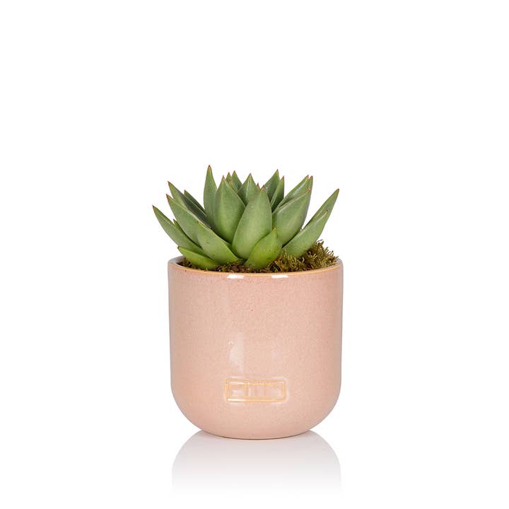 The Little Botanical – wholesale Succulent – Miranda13