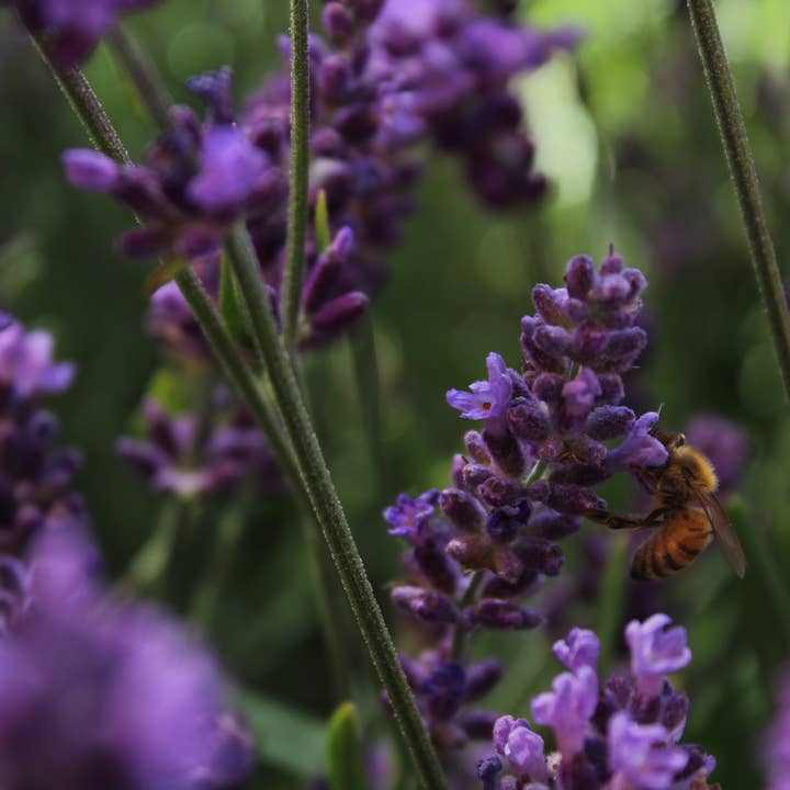 The Jonsteen Company - Wholesale Plant Seeds - Lavender | Flower Seed Grow Kit11