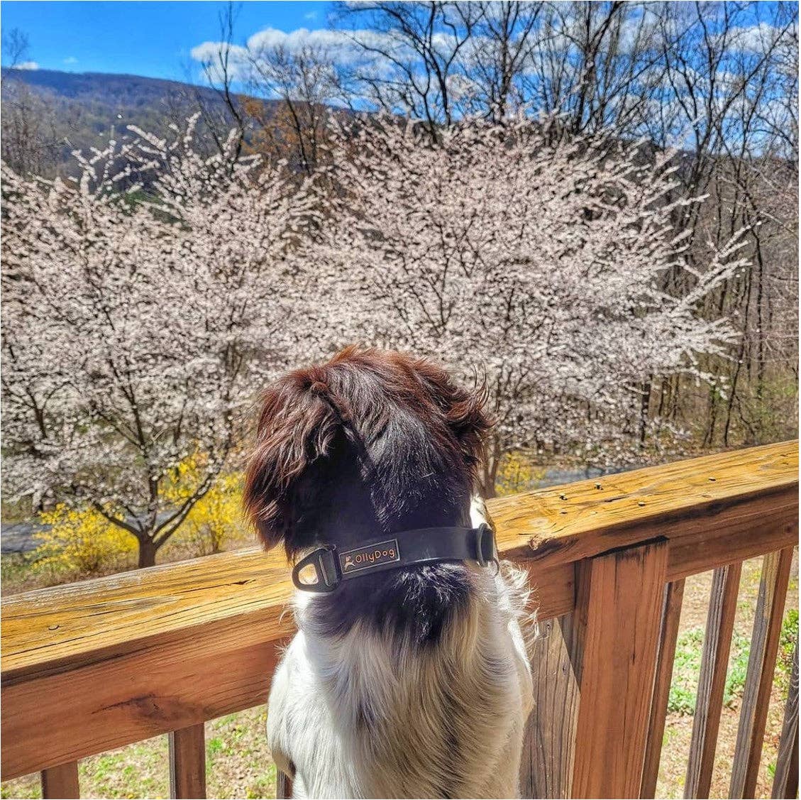 OllyDog - Wholesale Pet Collar - Dog - Tilden Waterproof Collar8