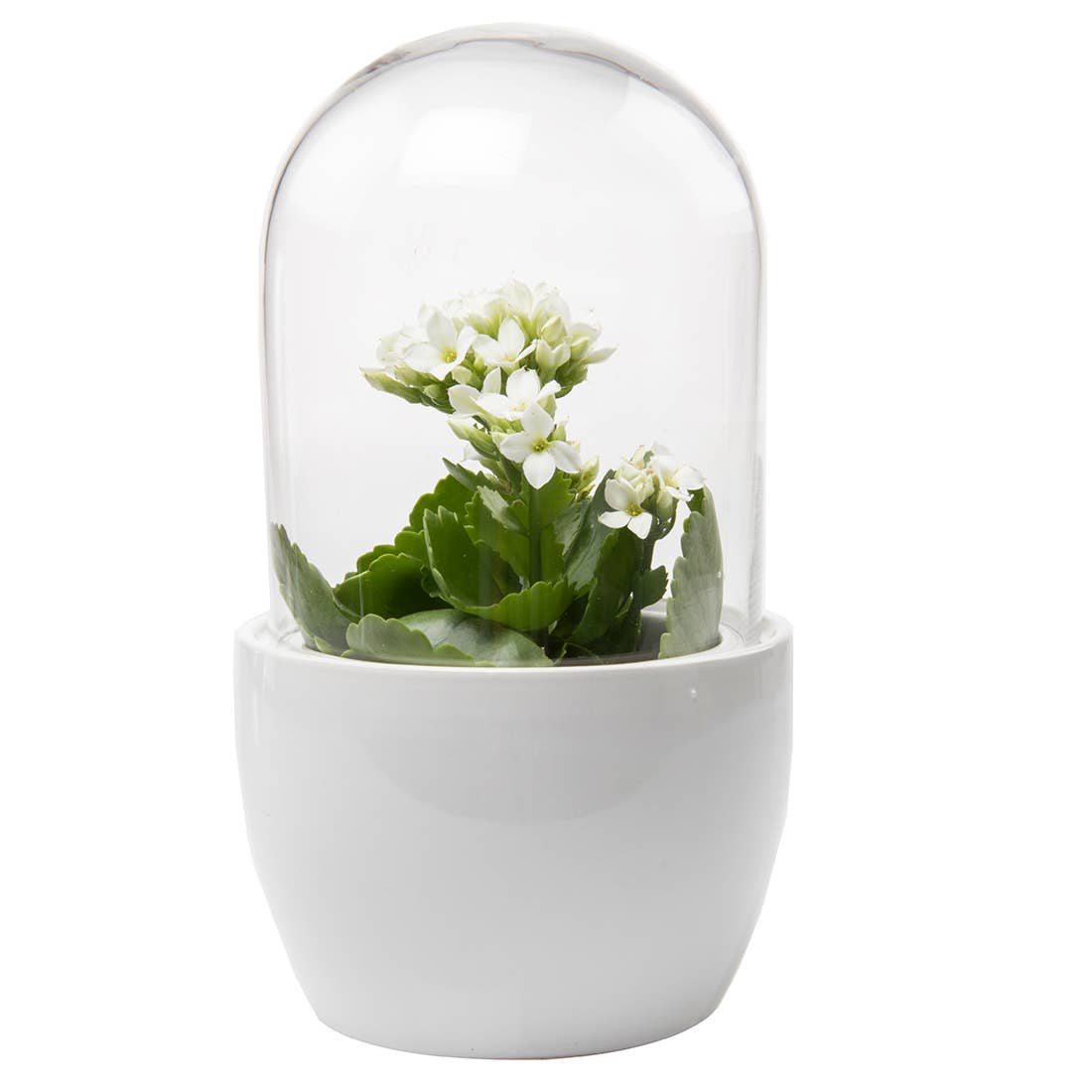 Chive - Wholesale Terrarium - Mini Pill Clear  Glass Terrarium Unique Plant Accessories2