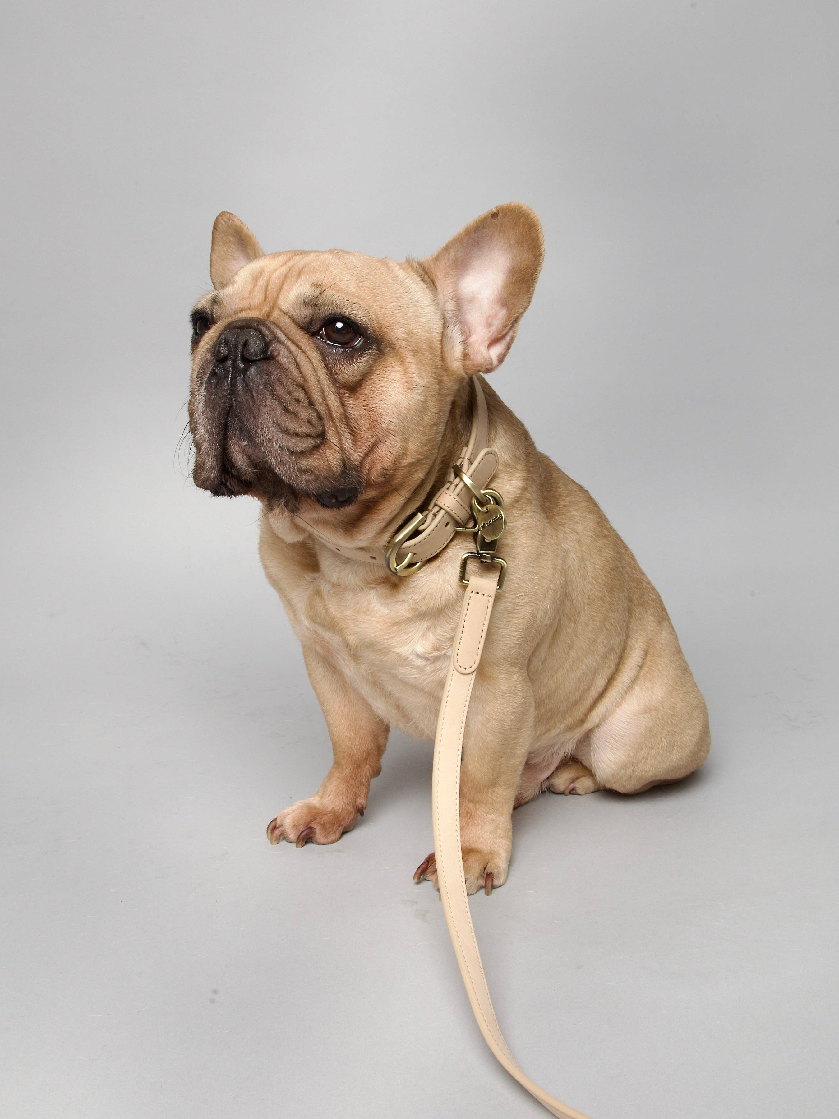 Nordog - Wholesale Pet Collar - Dog - Thomas Dog Collar Vanilla7