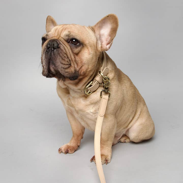 Nordog - Wholesale Pet Collar - Dog - Thomas Dog Collar Vanilla7