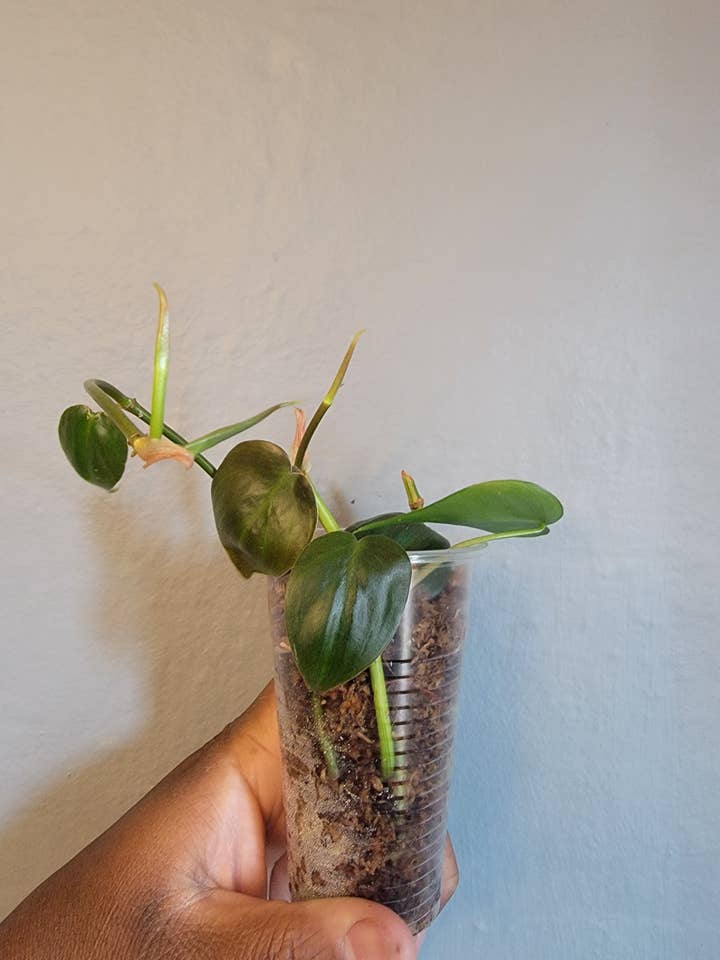 Philodendron Heartleaf - Tasse de départ pour la vente par Mosley's Tropical Plants