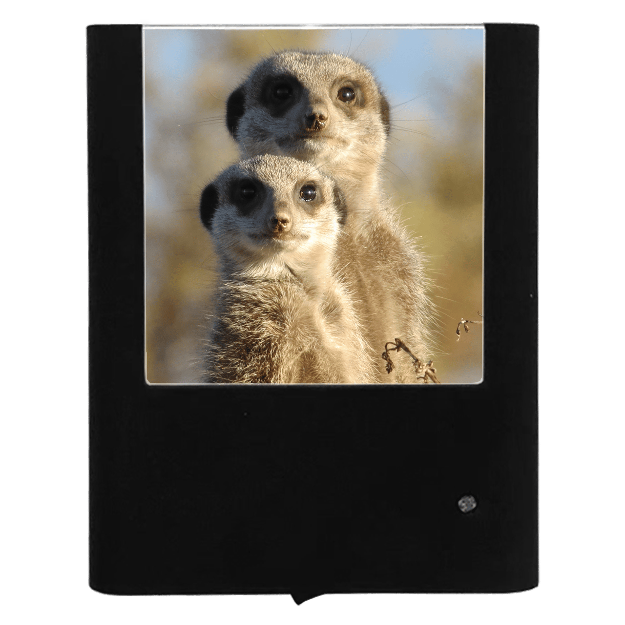 Nightlight Studio - Wholesale Night Light - Meerkats0
