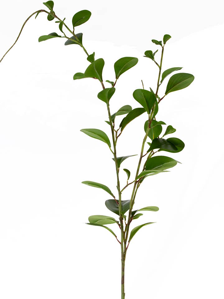 60" PEPEROMIA SPRAY for wholesale by American Best