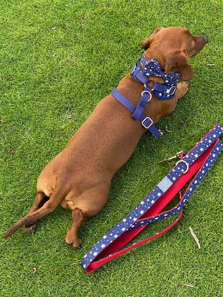 American Dream Dog Walk Set for wholesale by Urbana Pet Boutique