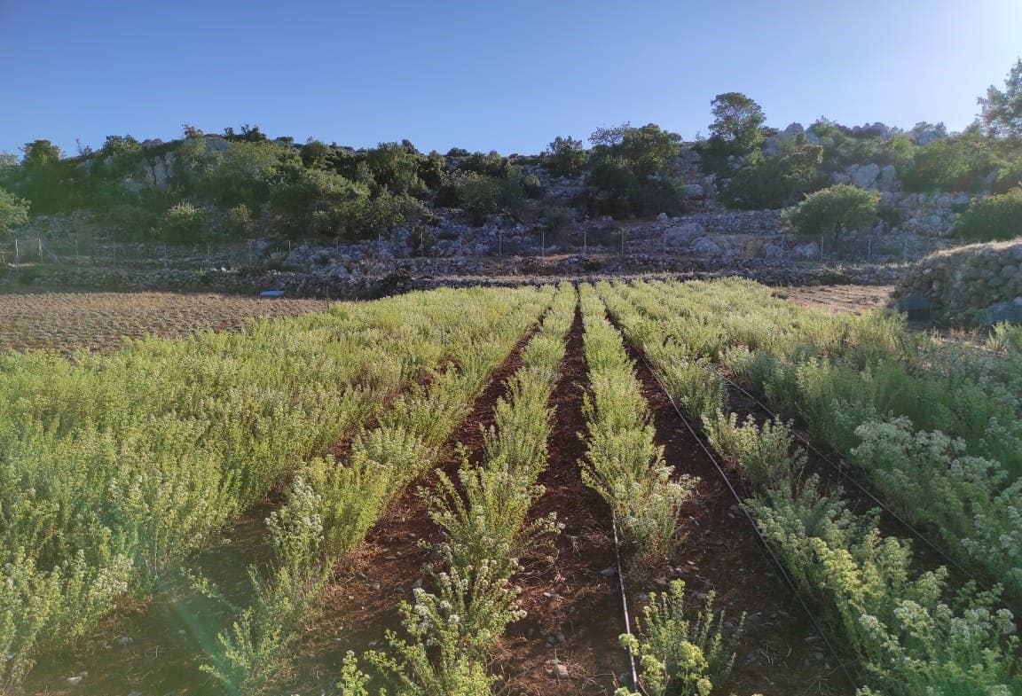 Village Batch - Wholesale Herbs - Organic Oregano Bunches (on stem)2