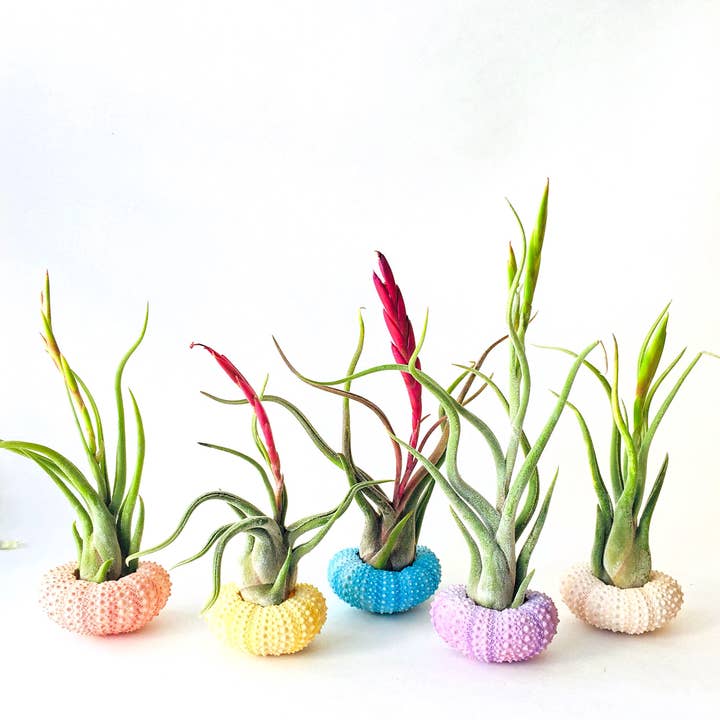 Air Plant + Portavaso Riccio - Vaso da interno — Regalo di Pasqua per la vendita all'ingrosso da parte di Mahalo Market