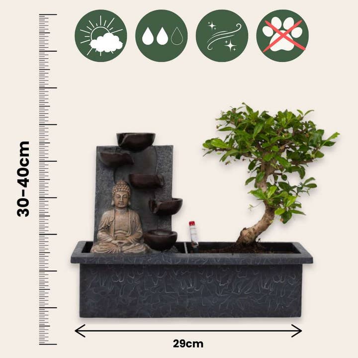 Oasis of Life - Wholesale Live Plant - Bonsai – Set of 2 Chinese bonsai trees – approx. 5 years old – with Easy Care System, water level indicator & Buddha decoration – Zen arrangement with waterfall – easy to care for & decorative – height 25–35cm – Ø29cm2