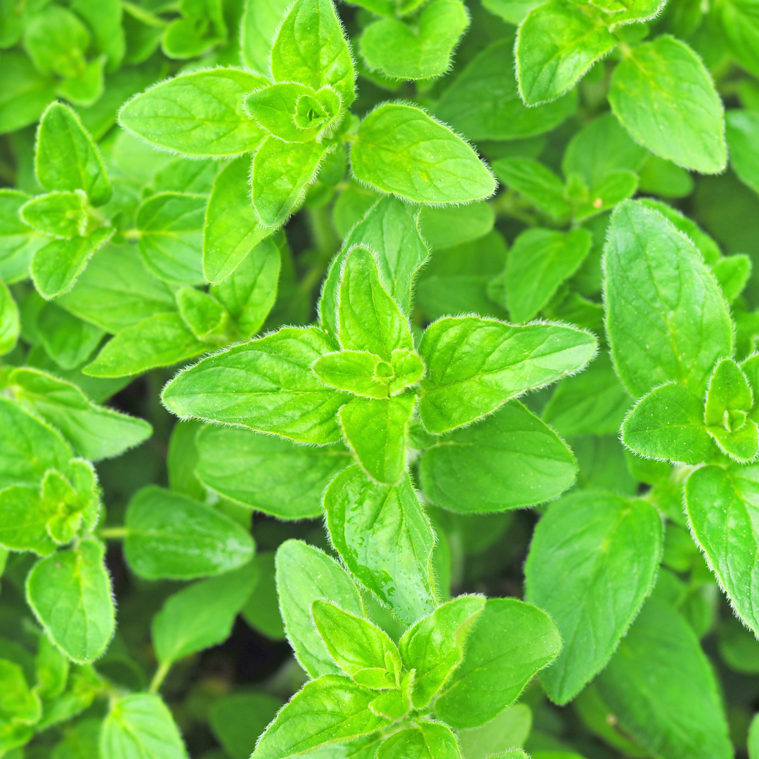 Salt Azur – Engroshandel Salt – Oregano salt fra Salt Azur2