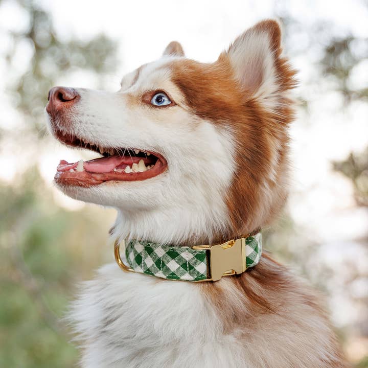 The Foggy Dog - Wholesale Pet Collar - Dog - HTH x TFD Mini Gingham Hunter Green Dog Collar