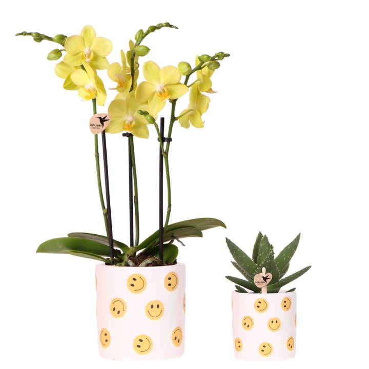 Smiley växtset – gul Phalaenopsis Albenga-orkidé Ø9cm + suckulent inkl. keramiska ytterkrukor – glädjefylld krukväxtdekoration – orkidé färsk från odlaren, 2–3 stjälkar för wholesale av Oasis of Life