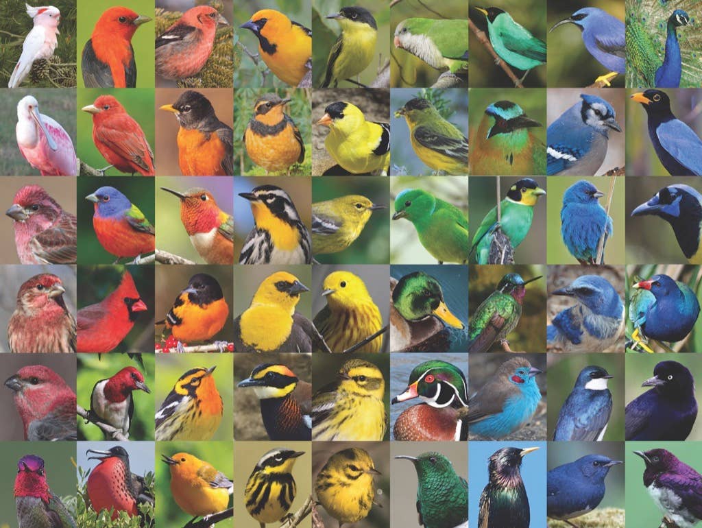 New York Puzzle Company - Wholesale Puzzle - Adult - Rainbow of Birds - 1000 Piece Jigsaw Puzzle2