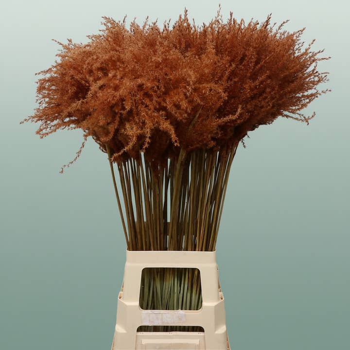 Dried Stipa Feather Chocolate for wholesale by All Occasions Wholesale