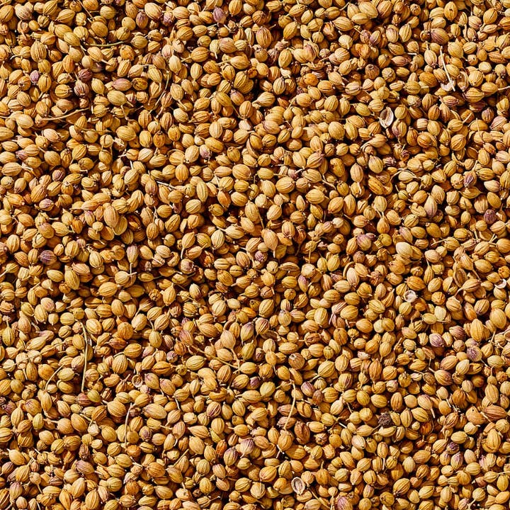 Nandini Coriander - 50lb - Late Harvest (2021) for wholesale by Diaspora Spice Co.