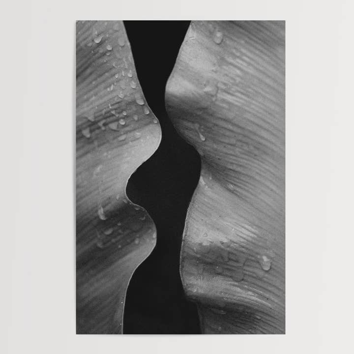 Between, a Modern Black & White Botanical Fine Art Print for wholesale by Rachel Richards Fine Art