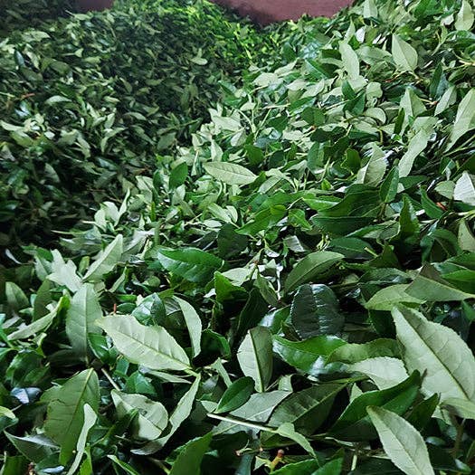 wagumi - Wholesale Health/Detox Tea - Miyabi Satsuma Organic Green Tea by Yamaguchi Tea2