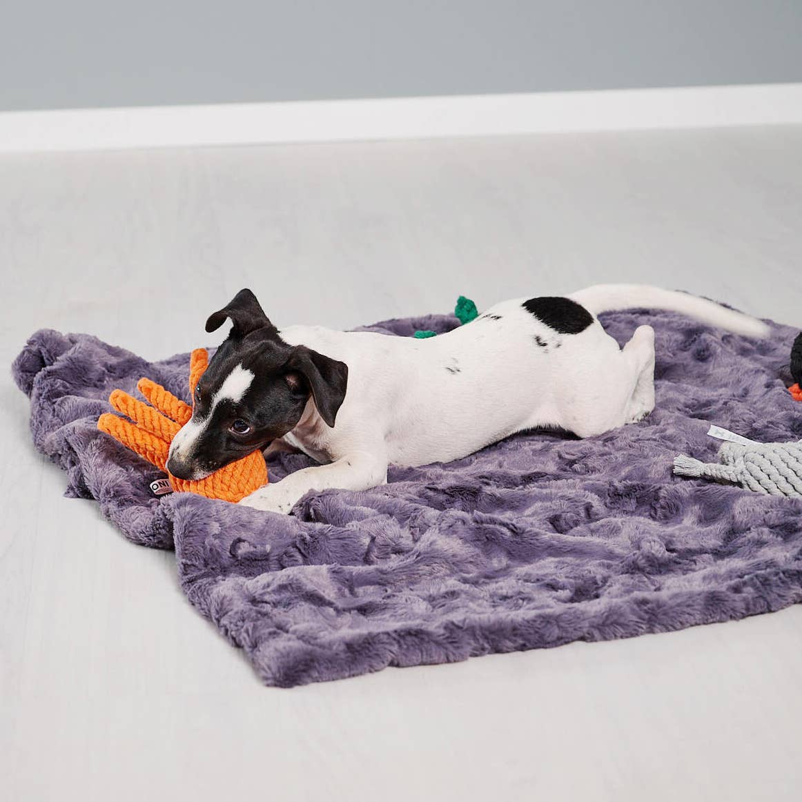 LABONI - Volentis GmbH - Vendita all'ingrosso Giocattolo di corda - Cani - THADDÄUS TENTACOLI – Divertimento con otto braccia9