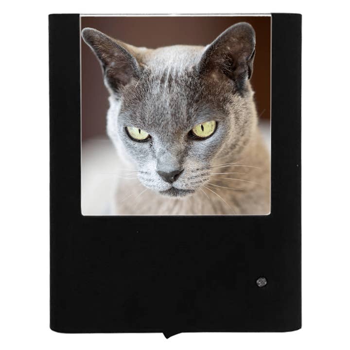 Burmese Shorthair Cat for wholesale by Nightlight Studio