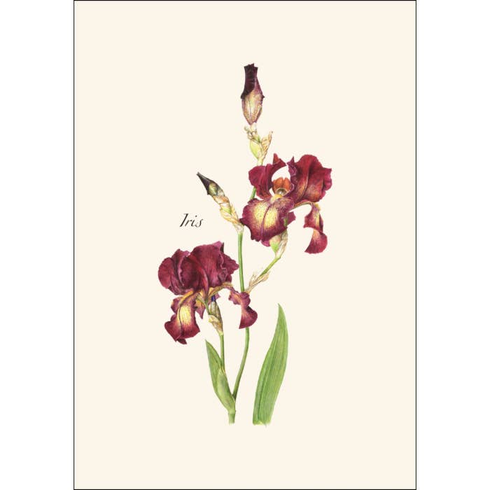 Earth Sky + Water - Wholesale Stationery/Notecard Set - Iris Assortment2