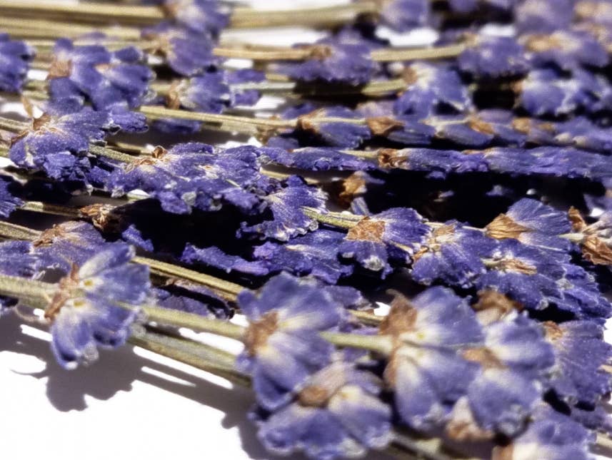 DECORER - Wholesale Scrapbooking Kit - Pressed - Lavender Flowers -set of 25-30 lavender stems 2