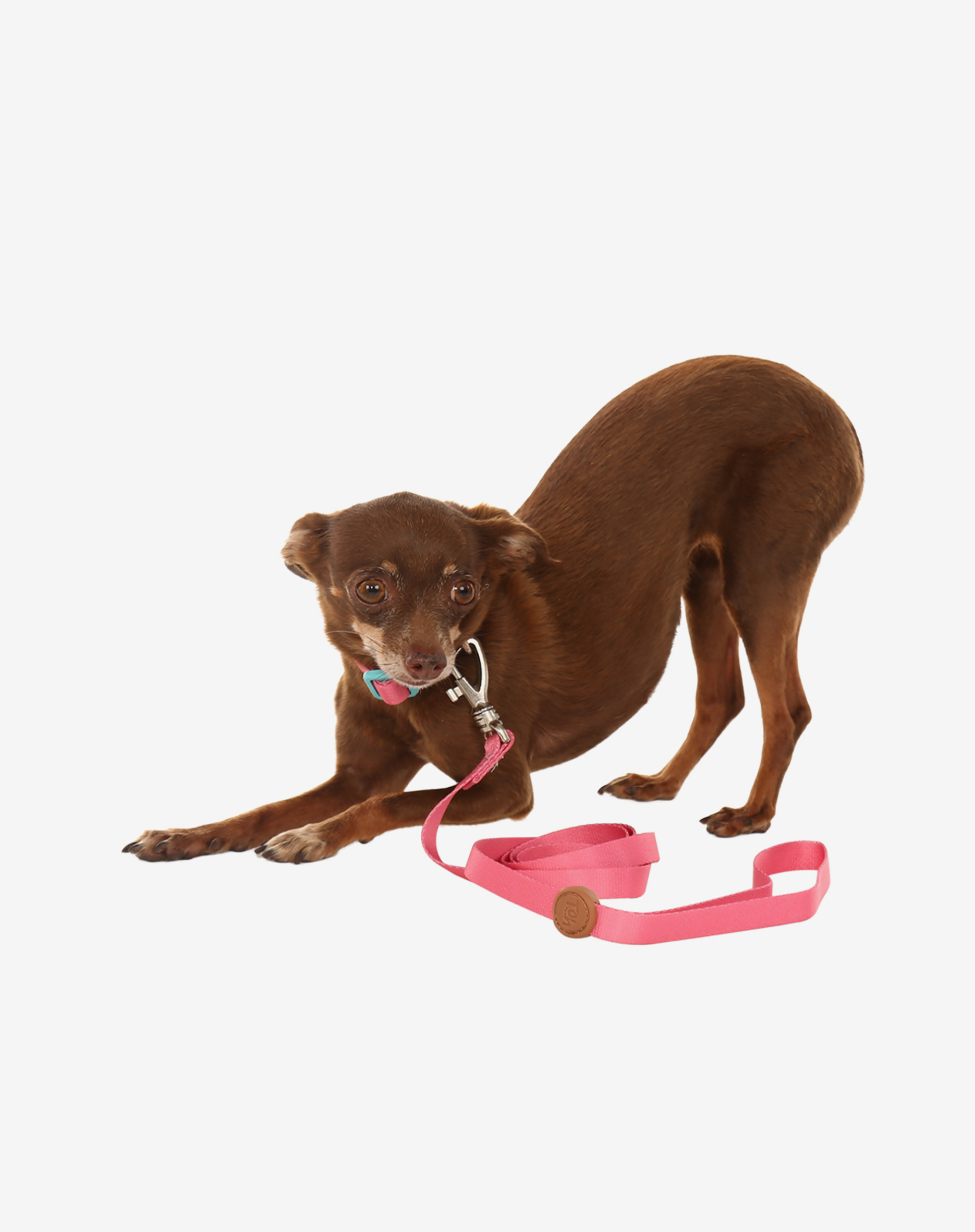 Toh - Wholesale Pet Leash - Dog - Trela para Cão S Fiji2