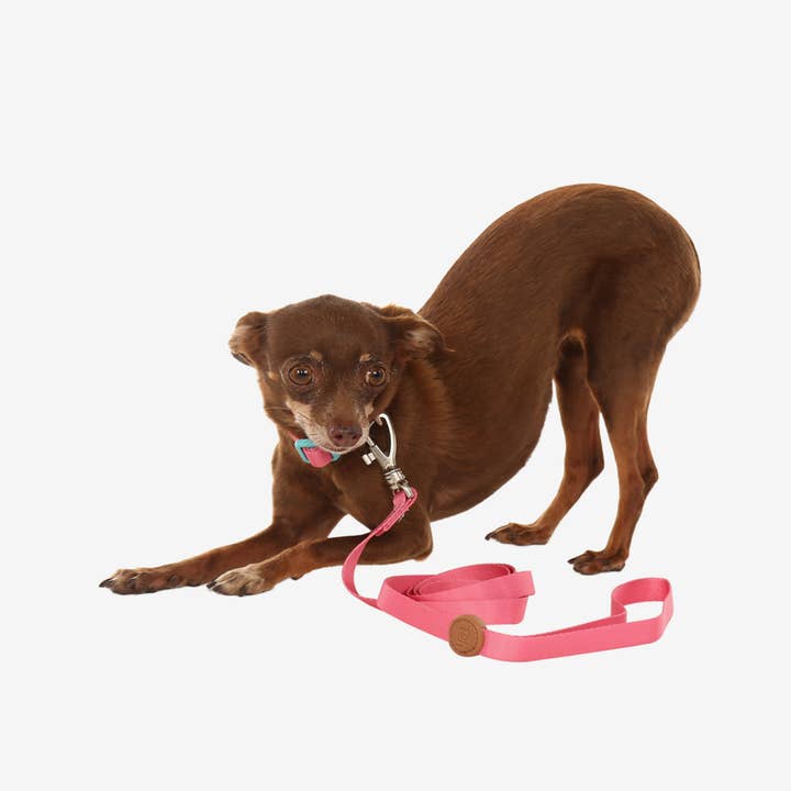 Toh - Wholesale Pet Leash - Dog - Trela para Cão S Fiji2