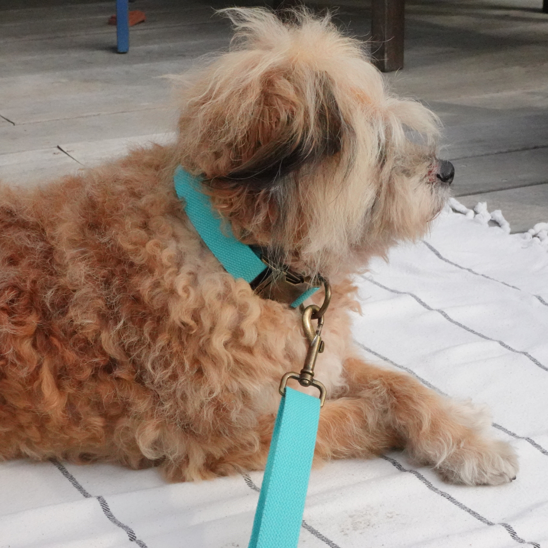 Tilley + Me - Wholesale Pet Leash - Dog - Hemp Cotton Dog Leash - Adjustable & Lightweight16