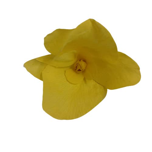 Concari.flores Preservadas - Vente Fleurs artificielles - LOT DE 4 FLEURS D'ORCHIDÉES STABILISÉES