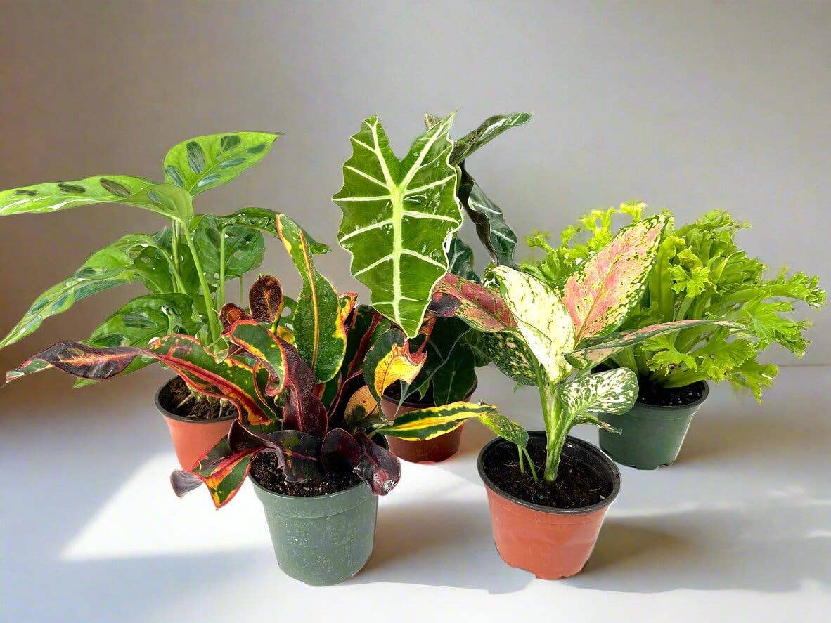 Growing Concepts – Großhandel Pflanzen – Plantenbox S – 5 Pflanzen – wähle deine Pflanzen selbst aus0