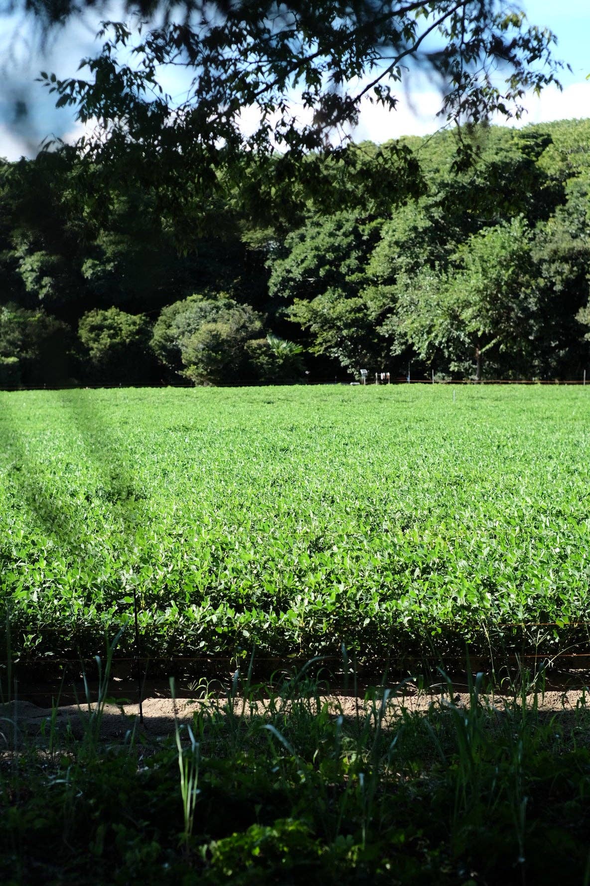 HAPPY NUTS DAY_Japan - Wholesale Nut Butter - Unsweetened Peanut Butter 8.5oz4