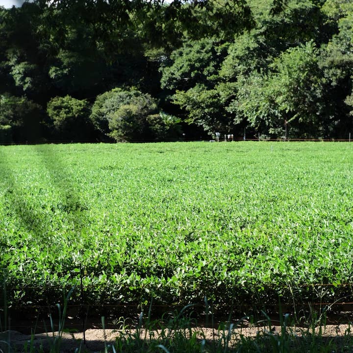 HAPPY NUTS DAY_Japan - Wholesale Nut Butter - Unsweetened Peanut Butter 8.5oz4