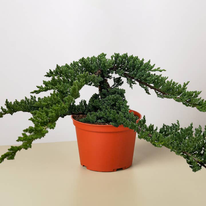 House Plant Wholesale - Wholesale Live Plant - Bonsai Juniper - 6" Pot
