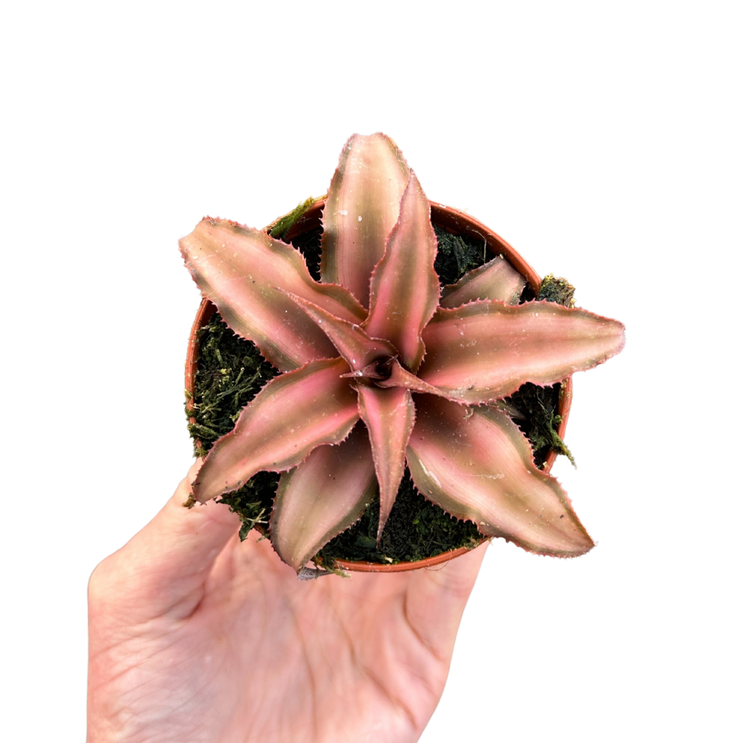 Flow State - Wholesale Live Plant - 3" Bromeliad Cryptanthus (Cryptanthus spp.) – Growers Choice5