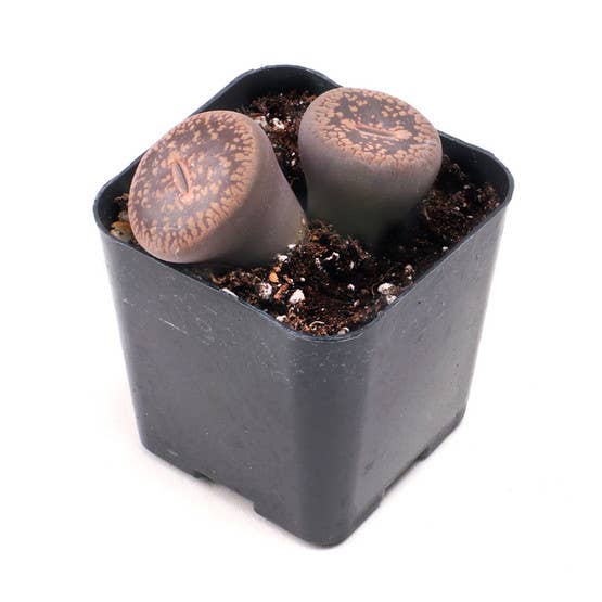 Mountain Crest Gardens - Wholesale Succulent - Rare & Unique Succulent 12-Pack (12 Varieties, 2" Pots)