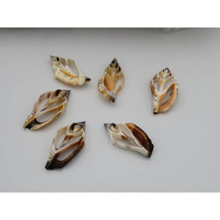 1KG Piercing skär - slipat skal - kust - strand - boho för wholesale av Product Import Holland