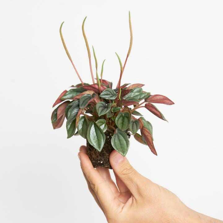 Peperomia Caperata Rosso för wholesale av Miniplanta