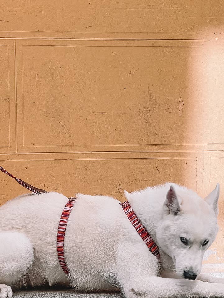 Harnais Safari Tierra pour la vente par Grey Ghost