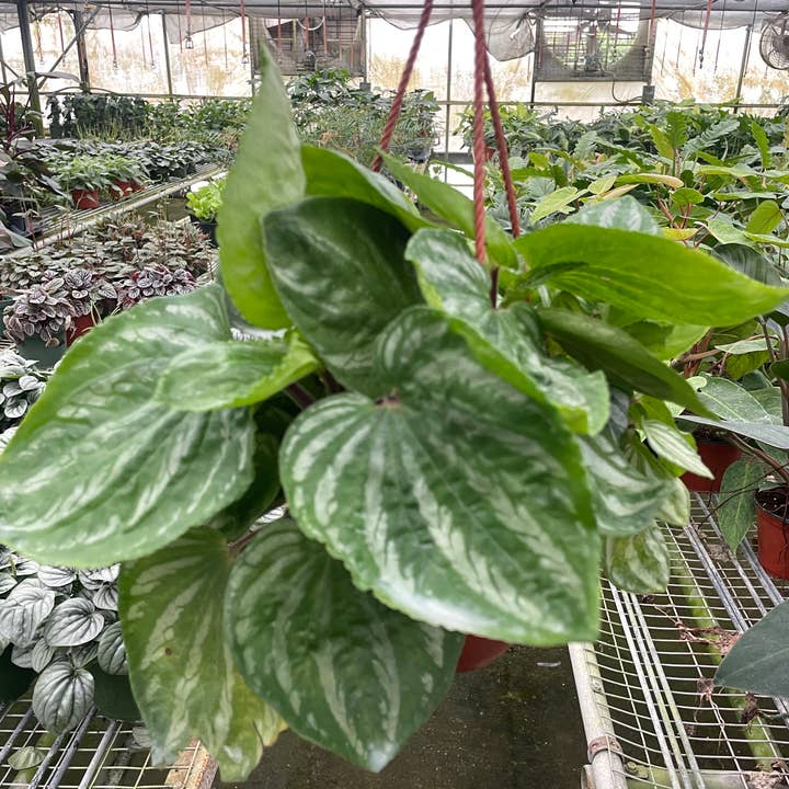 Peperomia Ecuador - 6" Pot for wholesale by House Plant Wholesale