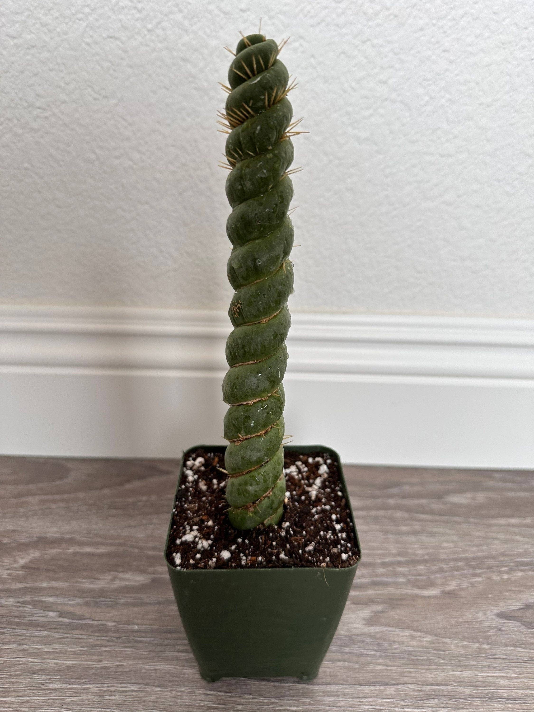 Grow Margo - Wholesale Live Plant - Rare Live Cactus  - Eulychnia Castanea Spiralis - Twisted Ra9