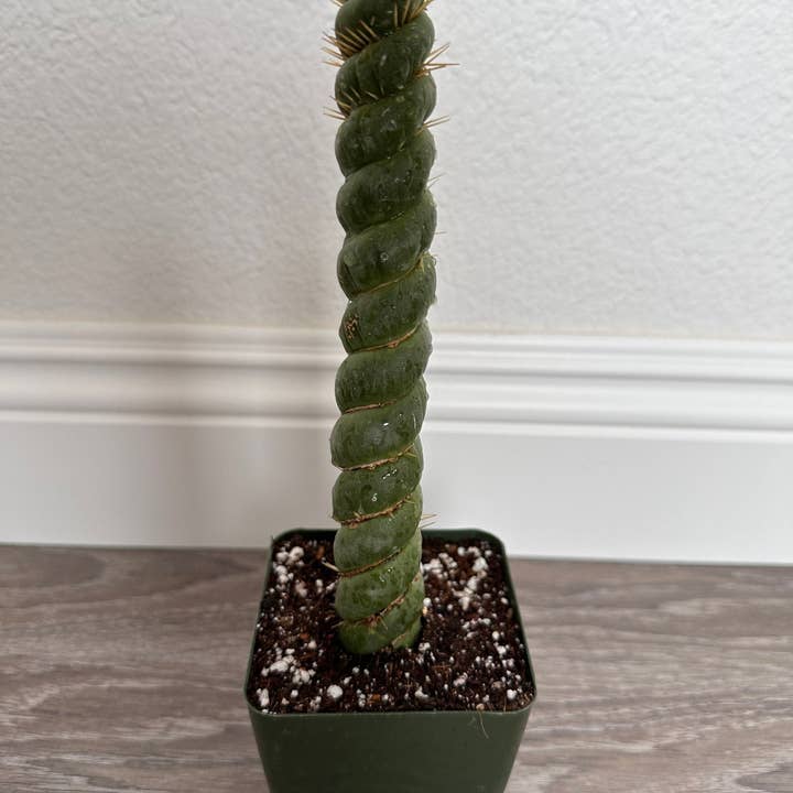 Grow Margo - Wholesale Live Plant - Rare Live Cactus - Eulychnia Castanea Spiralis - Twisted Ra9