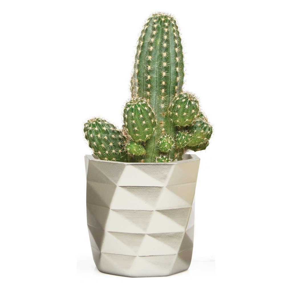 Chive - Wholesale Plant Pot - Stagma Succulent Planter Flower Pot For Indoor Plants SALE5