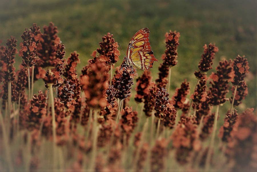 NorthWood Distributing - Wholesale Fragrance Oil - Patchouli & Amber - Premium Fragrance Oil