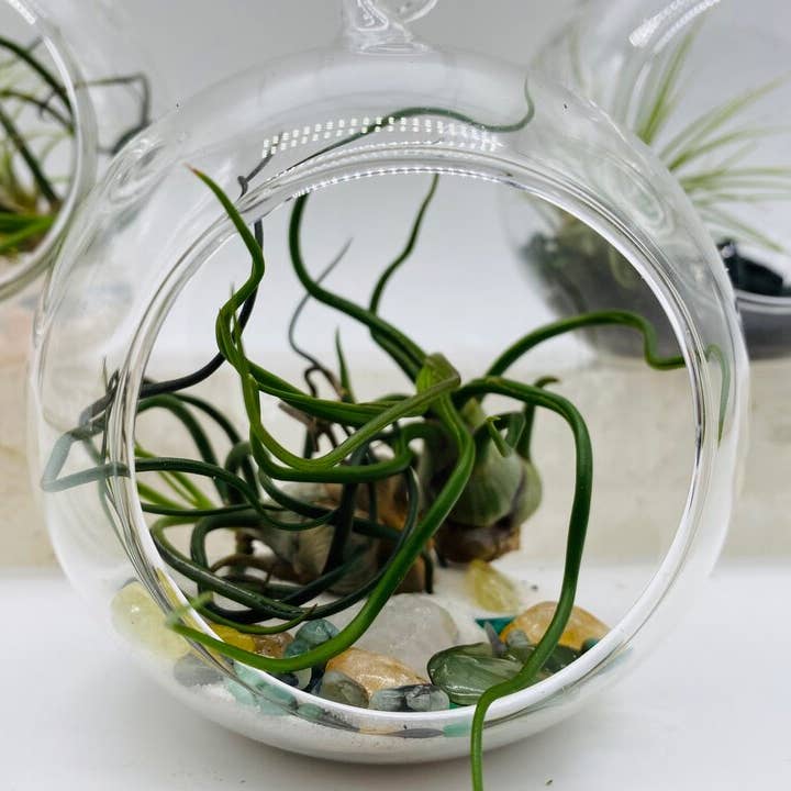 Suerte Dinero Magia Cristal Planta de Aire para venta al por mayor de Love Blessed Brands™️