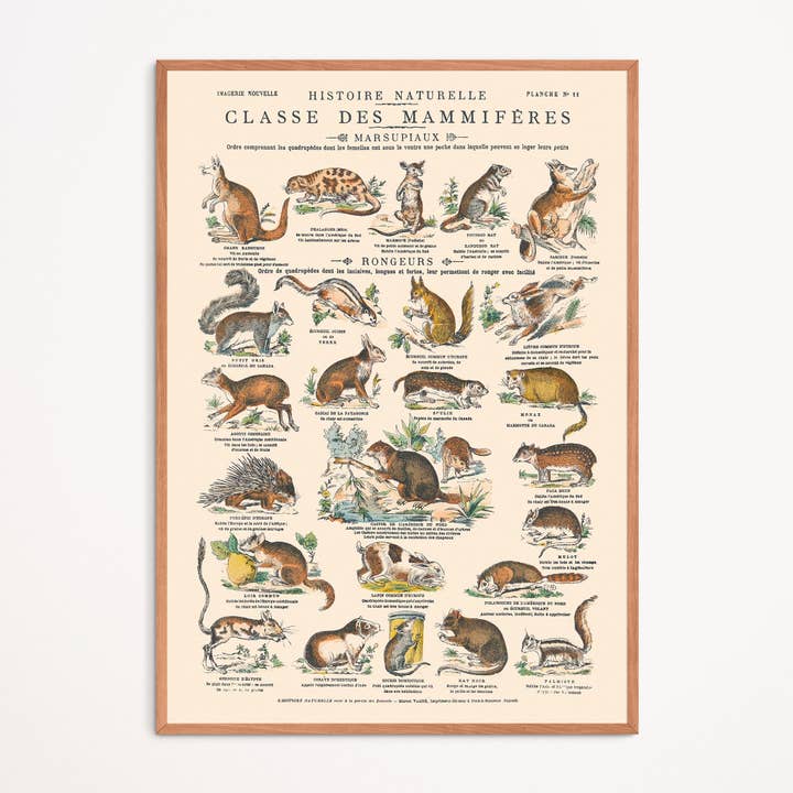 Aster Edition - Venta al por mayor Pósteres - Póster: Mamíferos, marsupiales y roedores - Junta educativa