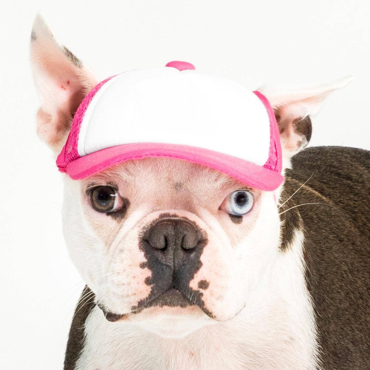 PupLid – wholesale Hatt - Hund – Blank Foam truckerkeps för hundar6